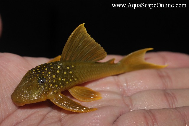 green pleco plush